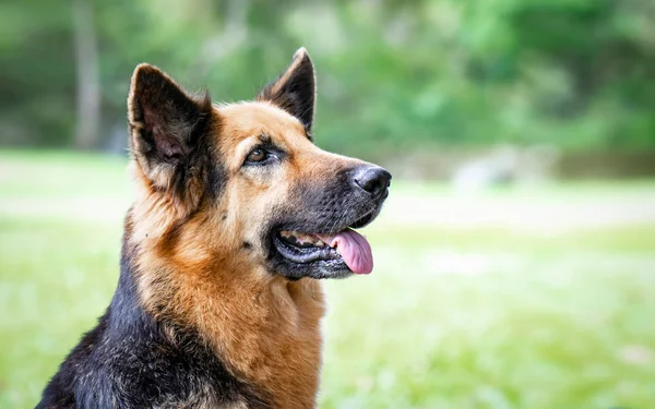 Güzel örnek farklı ifadeler kamerada yapım a Alman çoban