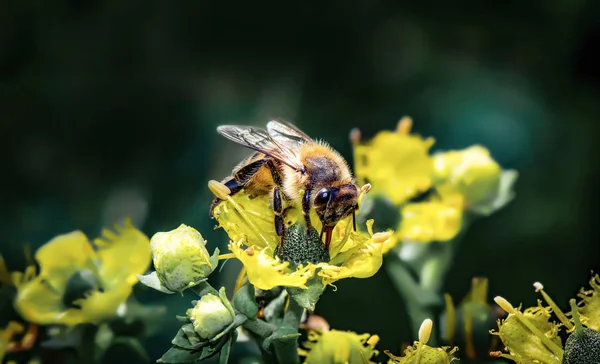 Schattig Werknemer Bijen Verzamelen Voedsel Een Kleine Gele Bloem Van — Stockfoto