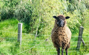 Yeşil bir çayırda otlayan uzun yün sevimli kahverengi koyun A
