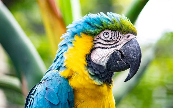 Mavi ve sarı bir papağan güzel örnek