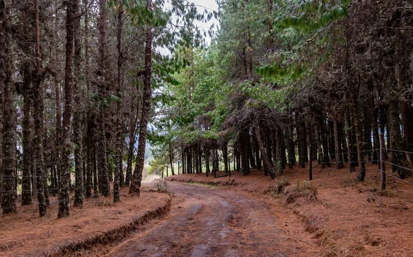 Ruta bordeada de pinos y alfombrada con su pulga de color naranja —  Fotos de Stock