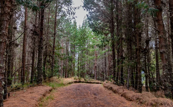 Ruta bordeada de pinos y alfombrada con su pulga de color naranja —  Fotos de Stock