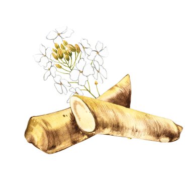 Suluboya horseradish kroki. Organik, eko bitki botanik Illustration. Beyaz arka plan üzerinde izole. Gösterim amacıyla gıda tasarım.