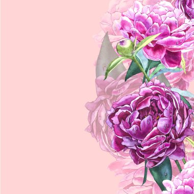 Vintage peony şablonu. Sulu boya resim. Tasarım öğeleri kartları, davetiyeler ve Tekstil için. Beyaz izole.