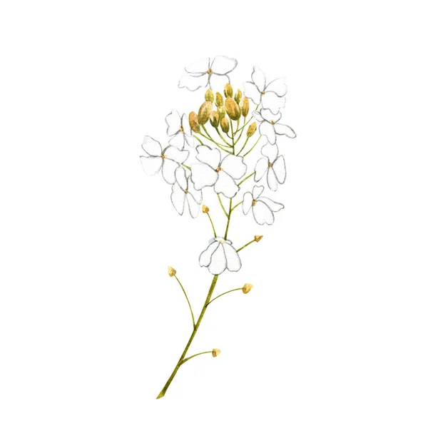 Aquarela flores rábano. Ilustração botânica de planta orgânica, eco. Isolado em fundo branco. Ilustração para o projeto do alimento . — Fotografia de Stock