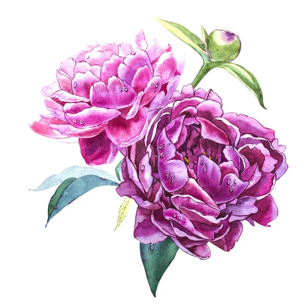 Definir elementos aquarela de peônias rosa. Coleção flores do jardim. Isolamento de peônia ilustração aquarela no fundo branco . — Fotografia de Stock