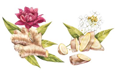 Elle çizilmiş zencefil ve Horseradish suluboya kroki. Gösterim amacıyla gıda tasarım.