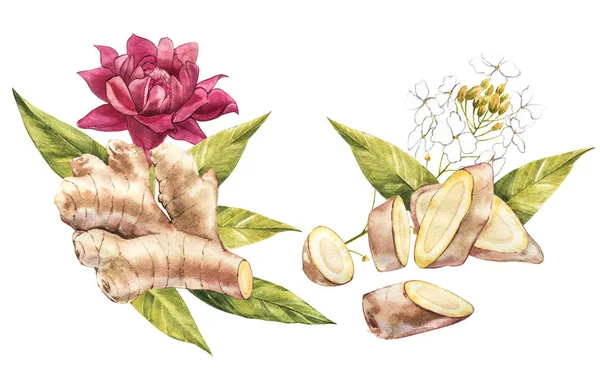 Ginger e rafano disegnati a mano schizzo acquerello. Illustrazione per la progettazione alimentare . — Foto Stock