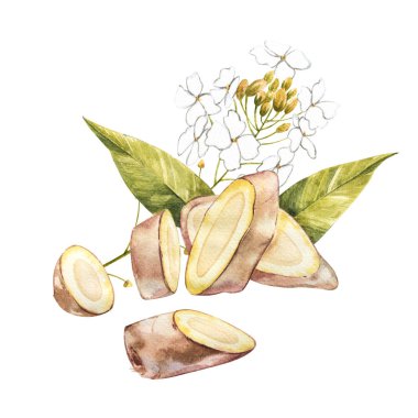 Suluboya horseradish kroki. Organik, eko bitki botanik Illustration. Beyaz arka plan üzerinde izole. Gösterim amacıyla gıda tasarım.