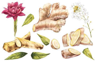 Elle çizilmiş zencefil ve Horseradish suluboya kroki. Gösterim amacıyla gıda tasarım.