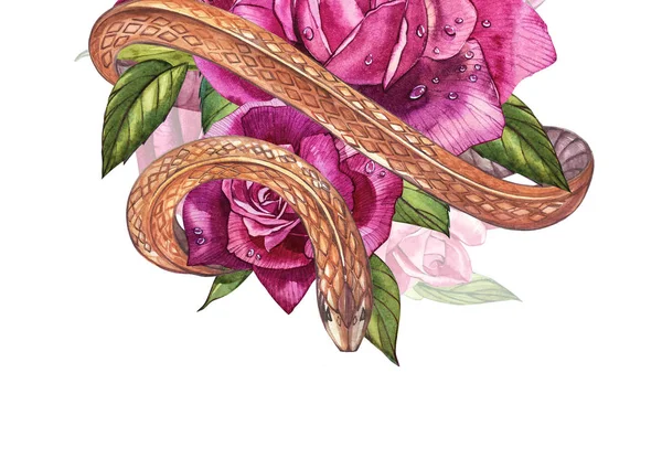 Wąż z piękne róże ogrodowe. Kompozycje czerwony i różowy róż, akwarela, ilustracja. Drukowanie za pomocą t-shirt. — Zdjęcie stockowe