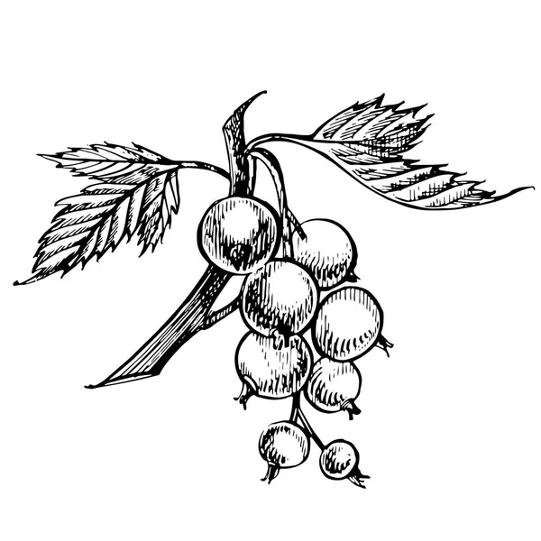 Set di bozzetti di ribes nero disegnati a mano. Illustrazioni di frutti di bosco. Isolato su sfondo bianco . — Vettoriale Stock