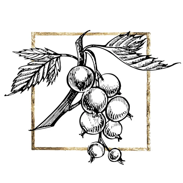 Ручной рисунок из черной смородины. Иллюстрации лесных ягод. Изолированный на белом фоне. Ретро эскиз стиль векторной иллюстрации. Золотая рама . — стоковый вектор
