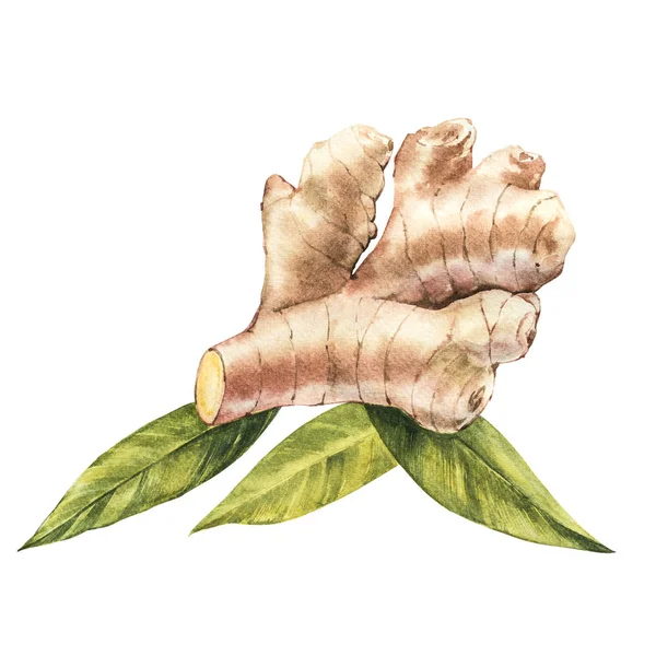 Ručně kreslené Ginger akvarel skica. Ilustrace pro design potravin. — Stock fotografie