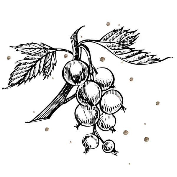 Set di bozzetti di ribes nero disegnati a mano. Illustrazioni di frutti di bosco. Isolato su sfondo bianco. Illustrazione vettoriale stile schizzo retrò. Punti Oro . — Vettoriale Stock