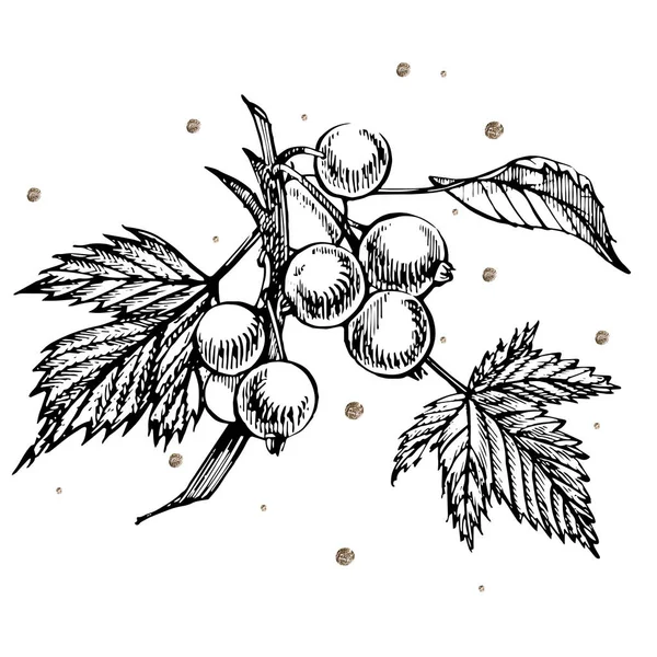 Ручной рисунок из черной смородины. Иллюстрации лесных ягод. Изолированный на белом фоне. Ретро эскиз стиль векторной иллюстрации. Золотые очки . — стоковый вектор