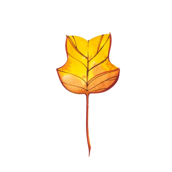 Jesienny liść - Tuliptree. Jesień klon liść na białym tle na białym tle. Akwarela, ilustracja. — Zdjęcie stockowe