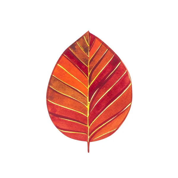 Осенний лист - бук. Осенний кленовый лист выделен на белом фоне. Акварель . — стоковое фото