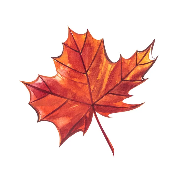 Autumn leaf - Sugar maple. Autumn maple leaf isolated on a white background. Watercolor illustration. — Stock Photo, Image