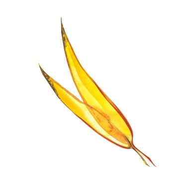 Sonbahar yaprak - Willow. Beyaz bir arka plan üzerinde izole sonbahar akçaağaç yaprağı. Suluboya resim.