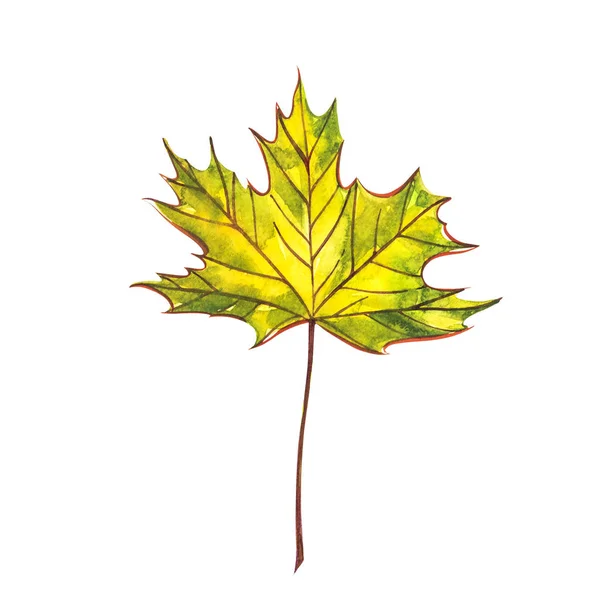 Autumn leaf - Norway maple. Autumn maple leaf isolated on a white background. Watercolor illustration. — Stock Photo, Image