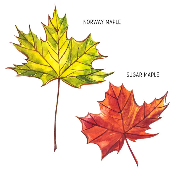 Höst löv - Norge och sockerlönn. Höst lönnlöv isolerad på en vit bakgrund. Akvarell illustration. — Stockfoto