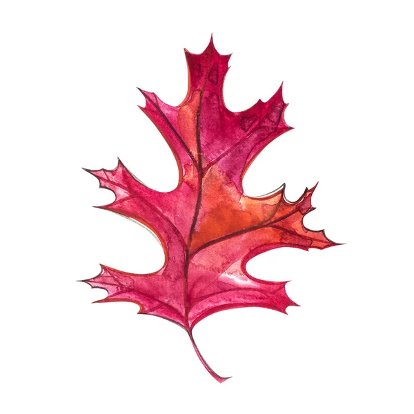 Herfstblad - Black oak. Herfst esdoornblad geïsoleerd op een witte achtergrond. Aquarel illustratie. — Stockfoto