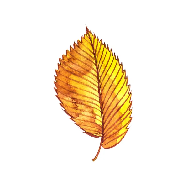 Hoja de otoño - Olmo. Hoja de arce de otoño aislada sobre un fondo blanco. Ilustración en acuarela . —  Fotos de Stock