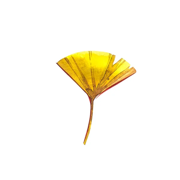 秋の紅葉・銀杏。秋のメープル リーフは、白い背景で隔離。水彩イラスト. — ストック写真