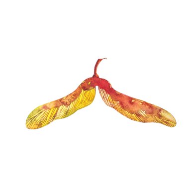 Beyaz arka plan üzerinde izole Norveç akçaağaç tohumu. Suluboya resim.