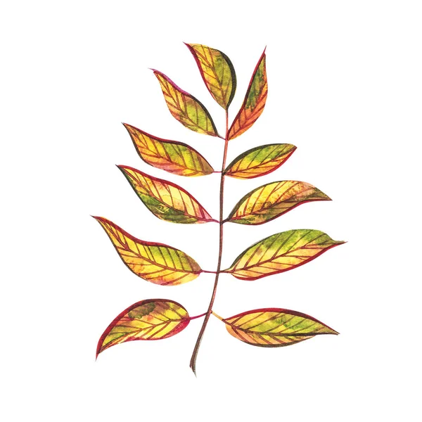 Осенний лист - ягоды роуэн. Осенний кленовый лист выделен на белом фоне. Акварель . — стоковое фото