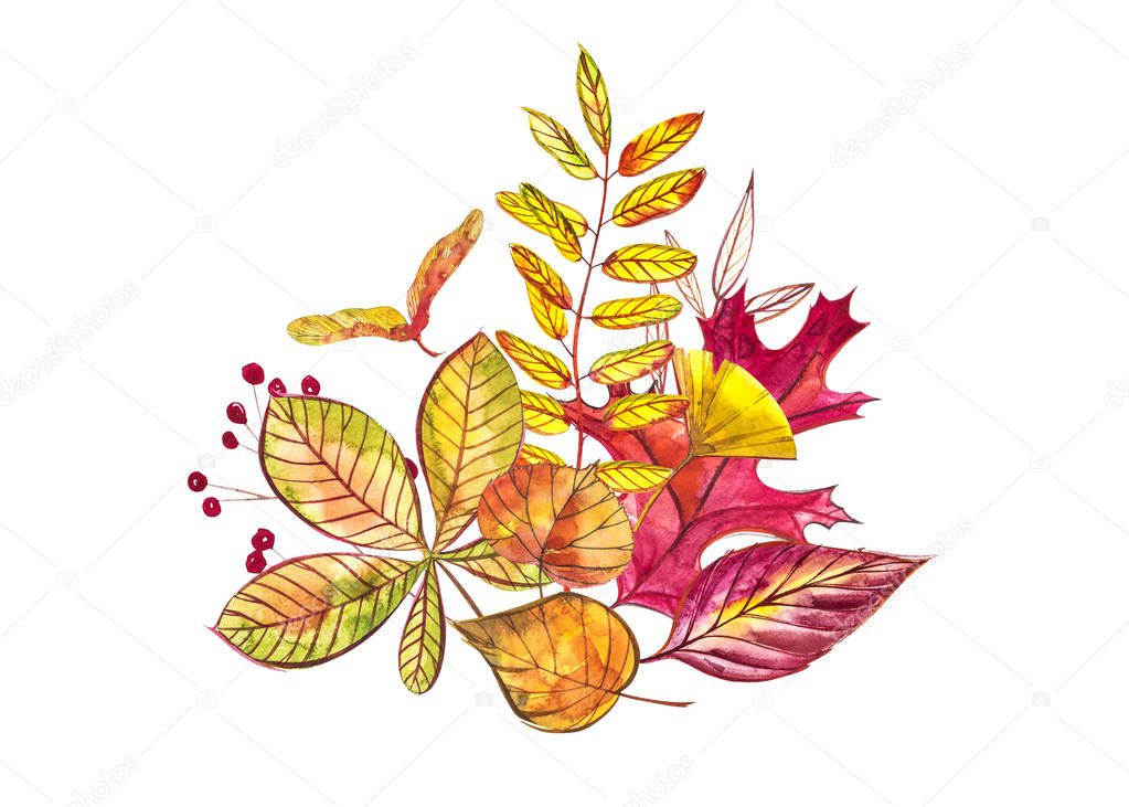 Autumn composition. Illustrations made of autumn berries and leaves on white background. Watercolor illustrations.