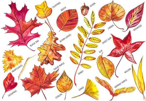 Colección hermosas hojas de otoño de colores aislados sobre fondo blanco. Ilustraciones en acuarela . — Foto de Stock