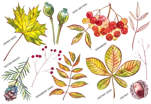 Koleksiyon güzel beyaz arka plan üzerinde renkli sonbahar yaprakları izole. Suluboya resimler.