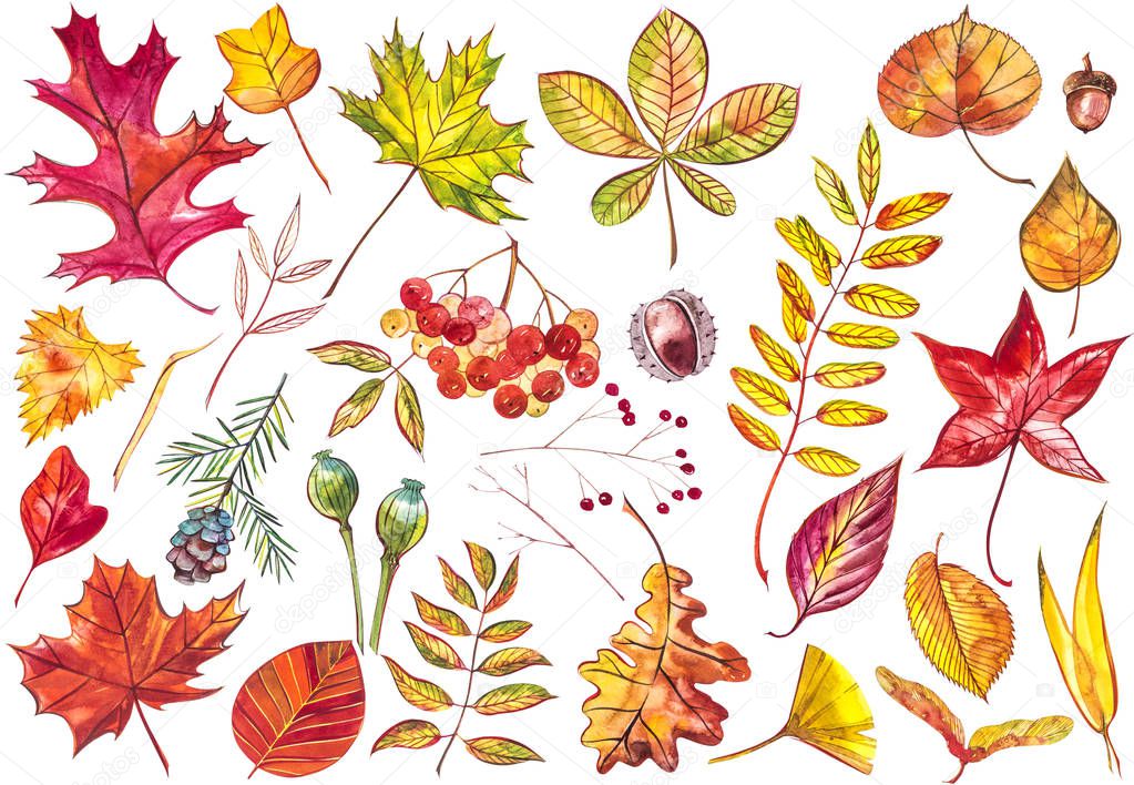 Collection beautiful colorful autumn leaves isolated on white background. Watercolor illustrations