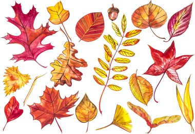 Koleksiyon güzel beyaz arka plan üzerinde renkli sonbahar yaprakları izole. Suluboya resimler.