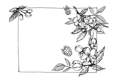 El desenleri dokulu elma çizim ile çekilmiş. Vintage botanik çizilmiş şekil ver. Elma ağacının bahar çiçekleri.