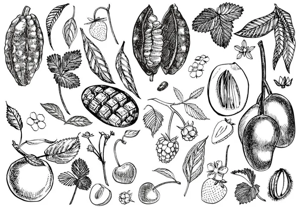 Conjunto de ilustración botánica gráfica. Mango Fruta, Cacao y bayas fresa, frambuesa, manzana, cereza aislada sobre fondo blanco . — Vector de stock