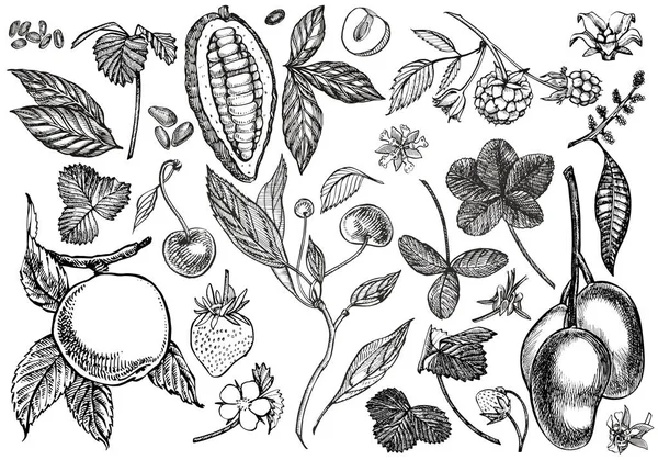 Set de ilustrații botanice grafice. Mango Fructe, Cacao și fructe de pădure căpșuni, zmeură, mere, cireșe izolate pe fundal alb . — Vector de stoc