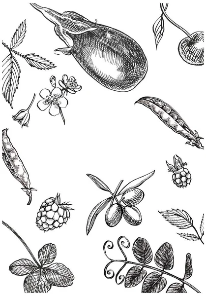 Sjabloon achtergrond van grafische botanische illustratie. Olijven, aubergine, erwten, frambozen geïsoleerd op witte achtergrond. — Stockvector