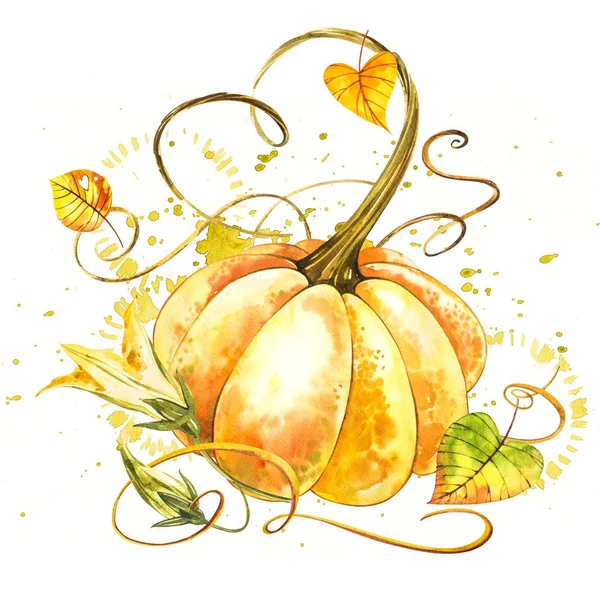Pumpkin. Hand drawn watercolor painting on white background. Watercolor illustration with a splash.