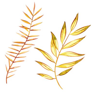 Güzel renkli sonbahar yaprakları üzerinde izole beyaz arka plan. Suluboya resimler.