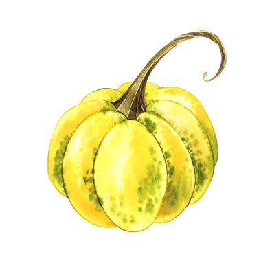 Balkabağı. El Beyaz zemin üzerine suluboya resim çekilmiş. Suluboya resim.