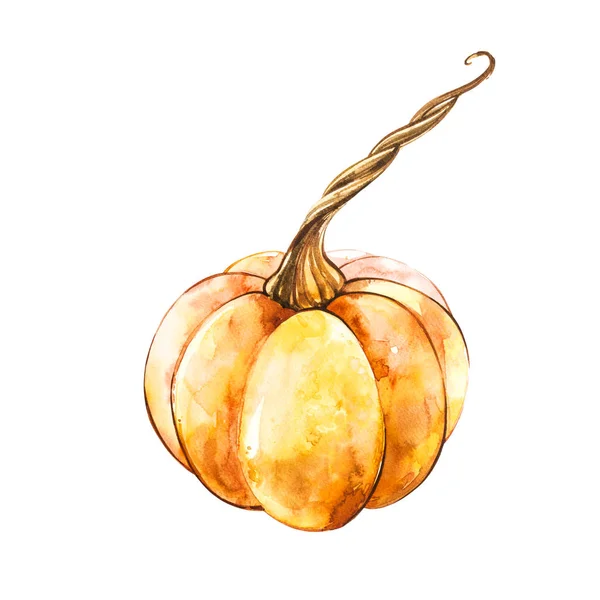 Pumpkin. Hand drawn watercolor painting on white background. Watercolor illustration.