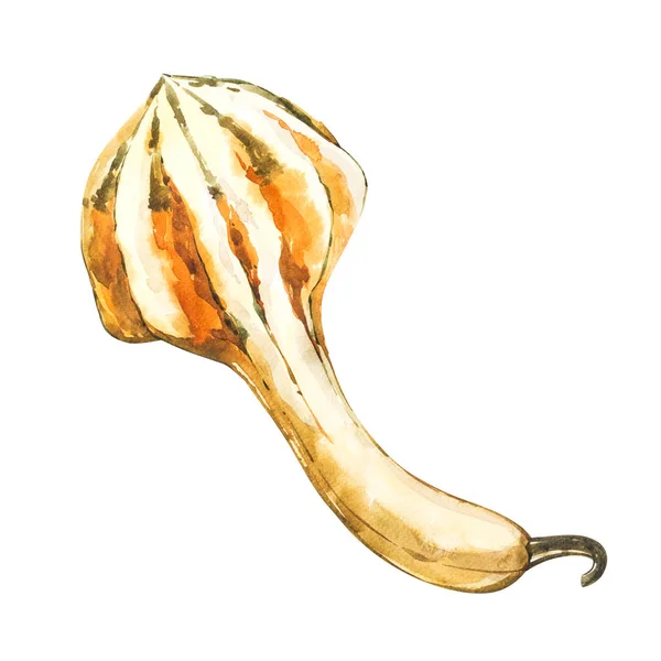 Citrouille. Aquarelle dessinée à la main sur fond blanc. Illustration aquarelle . — Photo