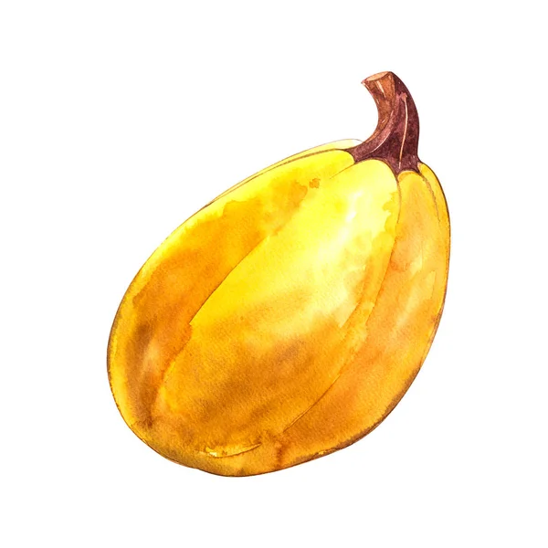 Pumpkin. Hand drawn watercolor painting on white background. Watercolor illustration. — Stock Photo, Image