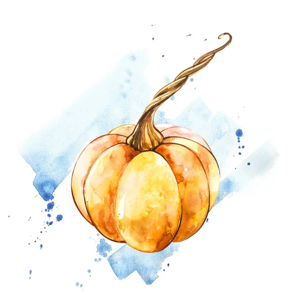 Balkabağı. El Beyaz zemin üzerine suluboya resim çekilmiş. Bir sıçrama ile suluboya resim.