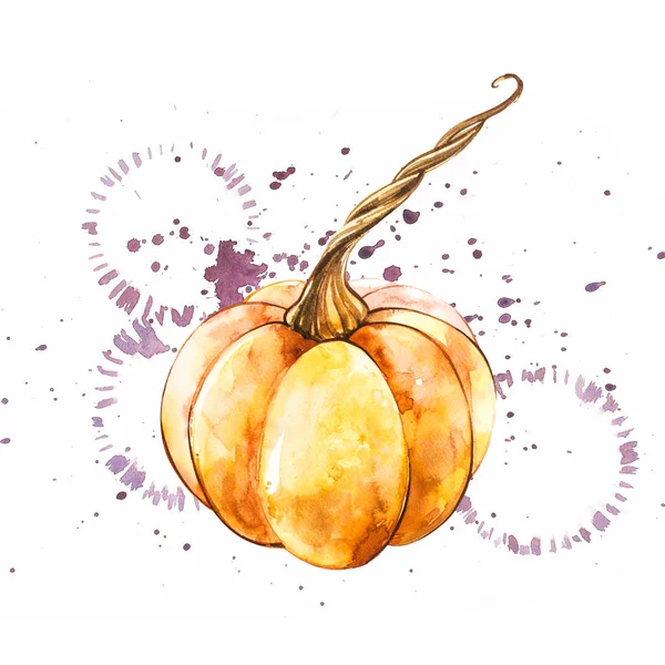 Balkabağı. El Beyaz zemin üzerine suluboya resim çekilmiş. Bir sıçrama ile suluboya resim.