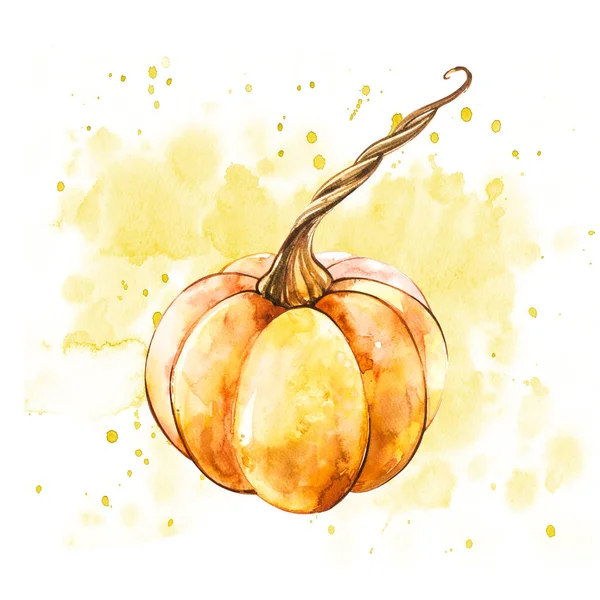 Pumpkin. Hand drawn watercolor painting on white background. Watercolor illustration with a splash.