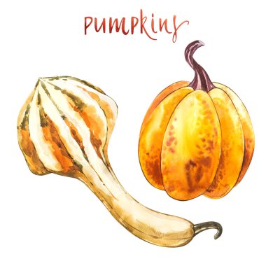 Balkabağı. El Beyaz zemin üzerine suluboya resim çekilmiş. Suluboya resim.